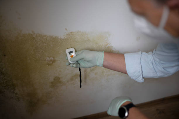 Best Toxic Mold Removal  in Fort Salonga, NY