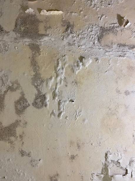 Best Mold Remediation  in Fort Salonga, NY