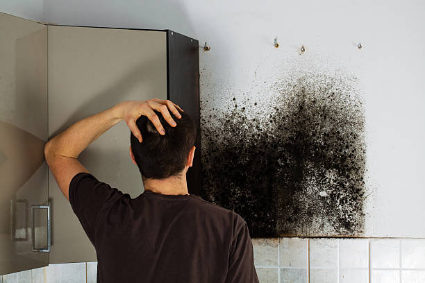 Best Black Mold Removal  in Fort Salonga, NY
