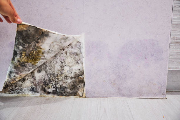 Best Affordable Mold Removal  in Fort Salonga, NY